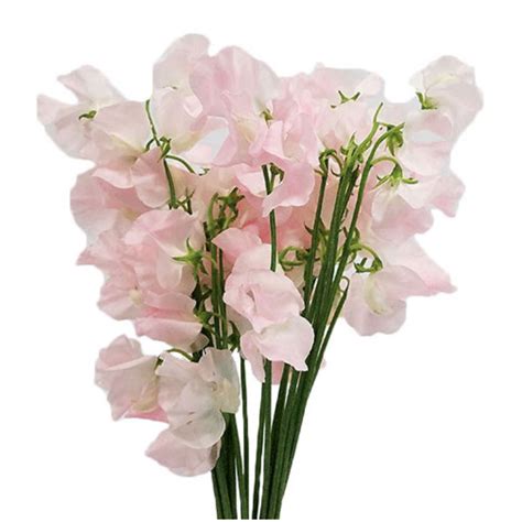Sweet Pea Japan Light Pink In 2021 Light Pink Flowers Sweet Pea