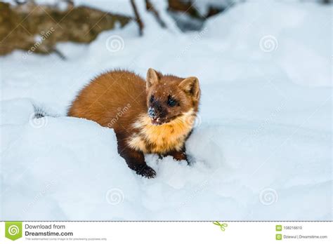 Single Weasel Sitting At Snow Field Stock Photo Image Of Furry