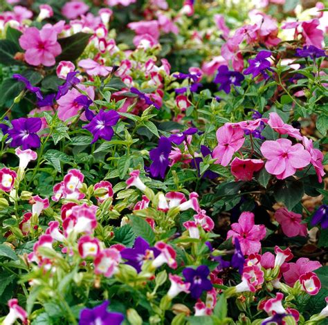 Create Eye Catching Color In Your Garden By Mixing And Matching Flower