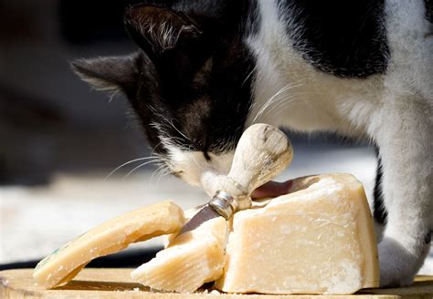 Can Cats Eat Cheese The Health Benefits And Risks Of Cheese For Cats