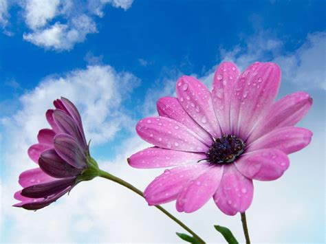 Check spelling or type a new query. Beautiful Flower With Soft Pink Blue Sky And White Clouds ...