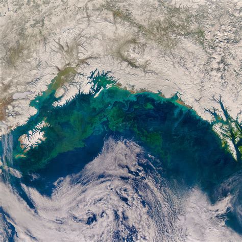Phytoplankton Bloom In The Gulf Of Alaska