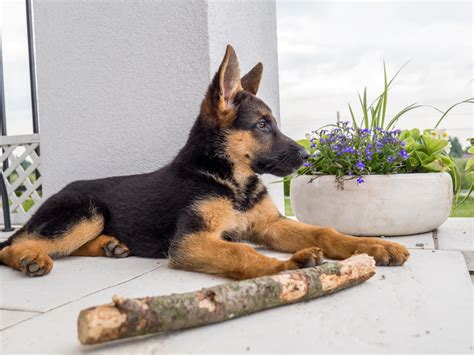 From three to four weeks onwards, it's safe to start feeding a german shepherd puppy raw food. 7 Best Foods for a German Shepherd Puppy in 2019 | Canine ...