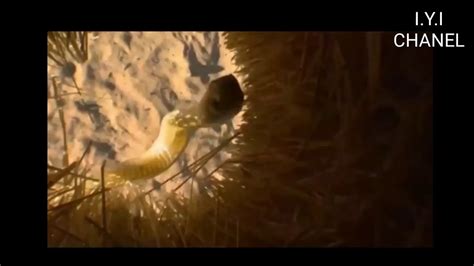 Incredible Honey Badger Vs Snake Fierce Battle In The Desert Youtube