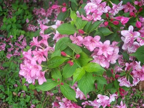 Flowering Tree Identification Please Id Pink Flowering Bush Name