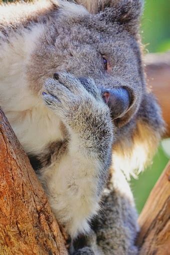 Laughing Koala Stock Photo Download Image Now Animal Animal