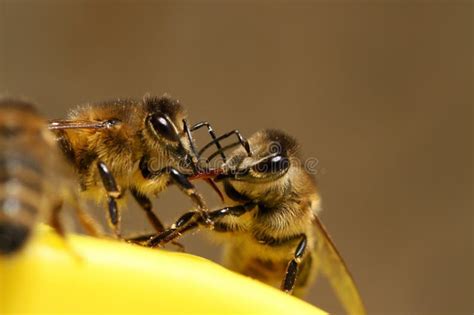 Bees On Fight Stock Photo Image Of Fight Struggle Honey 95793048