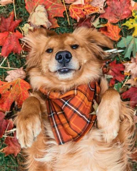 23 Funny Fall Animal Pictures That Are So Cute Youll Smile