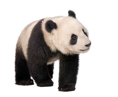 Panda Fotografier Bilder Och Bildbanksfoton Istock