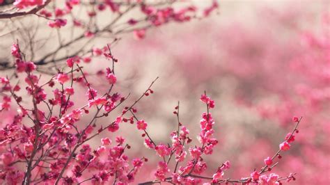 Wallpaper For Desktop Laptop Nf14 Pink Blossom Nature Flower Spring