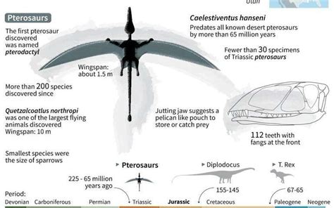 New Species Of Flying Reptile Discovered In The Us Fun Facts On Caelestiventus Here In 2021