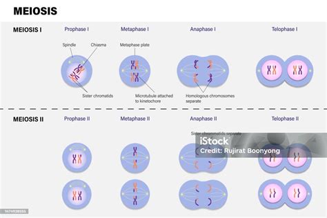 Diagramme De La Méiose Prophase Métaphase Anaphase Et Télophase