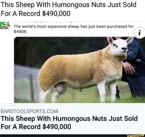 This Sheep With Humongous Nuts Just Sold For A Record 490000 The