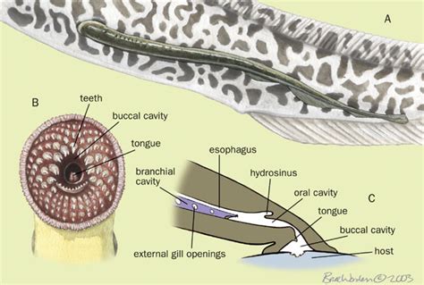 Adw Cephalaspidomorphi Pictures