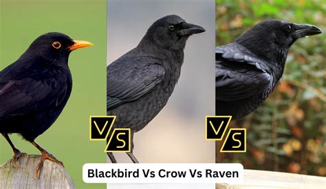 Blackbird Vs Crow Vs Raven Discover The Differences Spark Lark