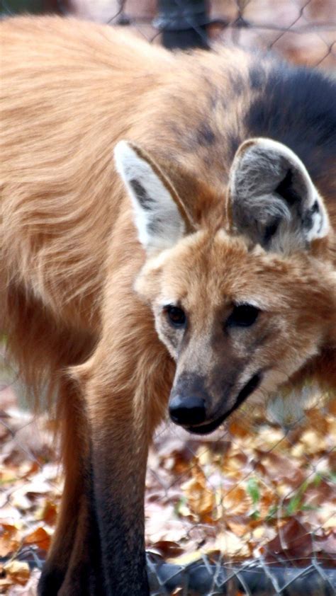 Maned Wolf Wallpapers Wallpaper Cave