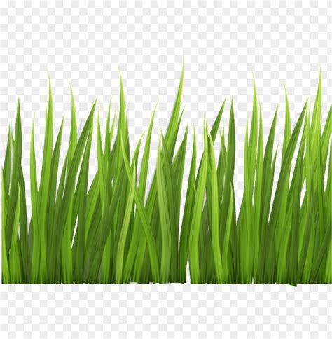 Grass Clipart Clear Background Pictures On Cliparts Pub