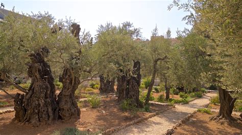 Garden Of Gethsemane Tours Book Now Expedia