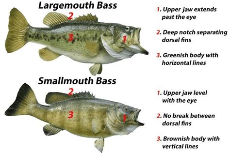The Best Smallmouth Bass Lures And Baits Your Bass Guy