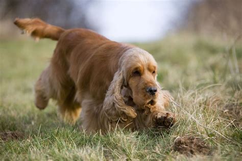 Feb 04, 2021 · typically, american cocker spaniels are expected to live 10 to 14 years. Working cocker spaniels - Page 1 - All Creatures Great ...
