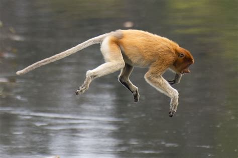 Proboscis Monkey Photos A Few Photographs Of Proboscis Monkeys From