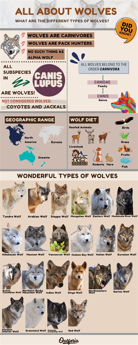 27 Wonderful Types Of Wolves Types Of Wolves All About Wolves