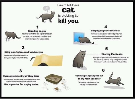 The Absent Librarian How To Tell If Your Cat Is Plotting To Kill You