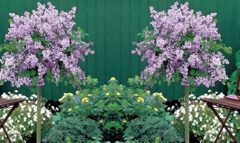 Dwarf Lilac Tree Uk Food Ideas