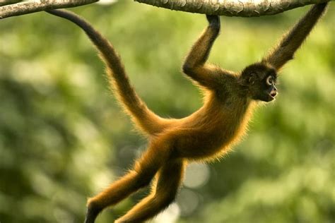 Amazon Rainforests Animals The Spider Monkey ~ Amazon Rainforest Animals