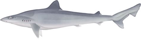 School Shark Galeorhinus Galeus Marinewise
