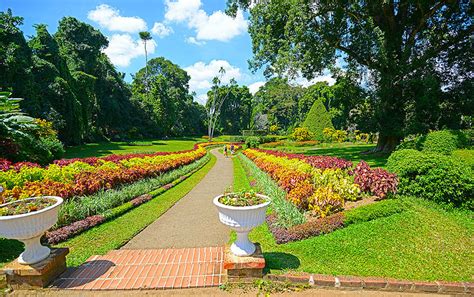 50 Photos Of Royal Botanical Gardens Sri Lanka Boomsbeat