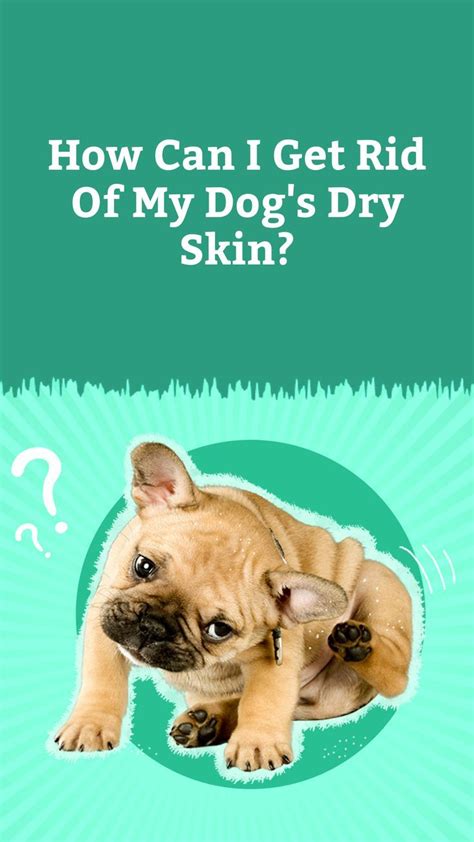 How Can I Get Rid Of My Dogs Dry Skin Dog Dry Skin Dog Skin Dry Skin