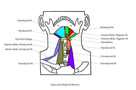 Neck anatomy pictures bones muscles nerves. StrapNeckComplete