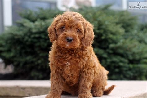 Standard ➕ mini goldendoodles 🏷 👉🏻 interested in a pup? How Much Do Goldendoodles Cost - All You Need Infos
