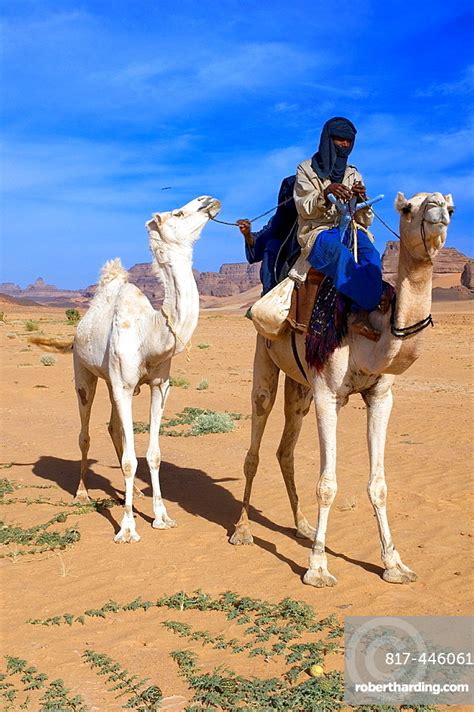 Tuaregs Riding Camels Libyan Arab Stock Photo
