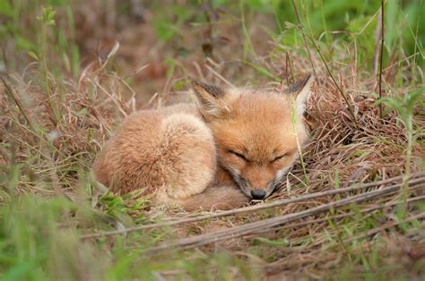 Red Fox Kit Sleeping 1 Photograph By Todd Henson Pixels