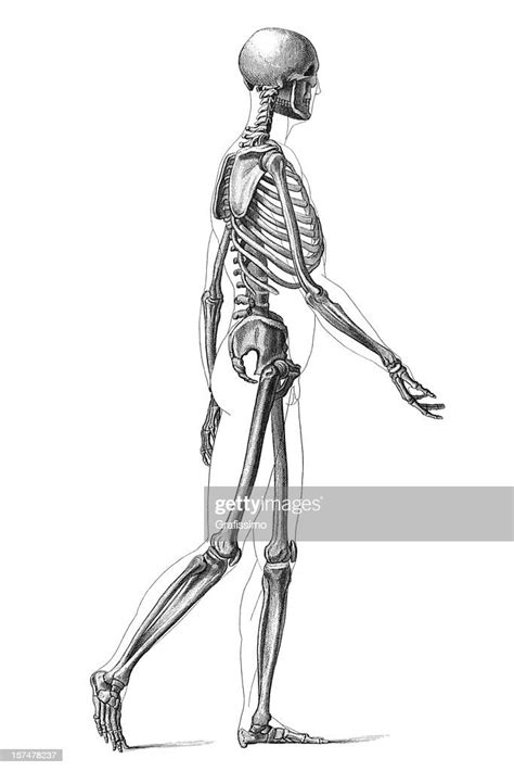 Engraving Human Skeleton Walking 1881 High Res Vector Graphic Getty