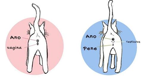 Cómo identificar el sexo de un gato