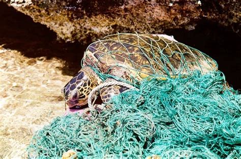 16 Pictures Which Show The Devastating Impact Of Plastic On Animals And