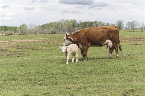 Must Haves Resources And Strategies For Calving Season Ag Proud