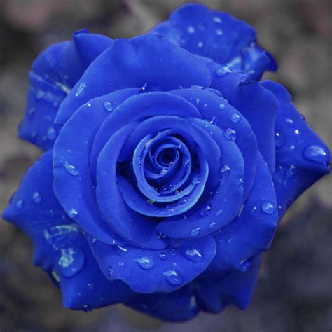 Given that blue or blue roses in nature does not exist, the owner from her majesty acrylic rose, twisting and drawing patterns, waste silver plated wire. Yellow Wallpaper: Blue Roses