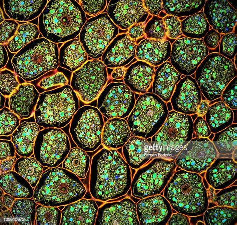 Plant Cell Photos And Premium High Res Pictures Getty Images