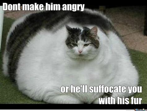 Hotmen Funny Images Of Fat Cats