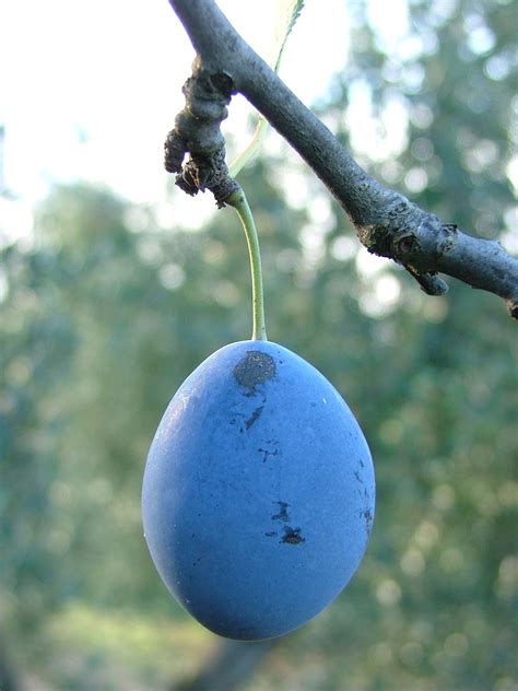 It can grow in sandy, loam, or clay soil types. Fruit Trees San Diego Guide: The Best Trees To Plant ...