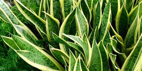 Bentuk tanaman hidup yang begitu cantik, ditambah warna hijaunya yang alami, serta bau segar. 5 Jenis Tanaman Hias yang Cocok untuk Pemula, Gampang Banget dan Awet Hidup - Portal Jember