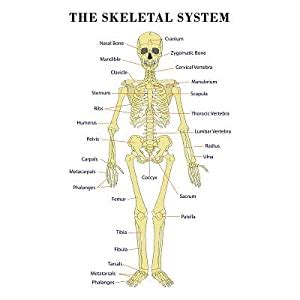(1997) identification of bones www available from: Amazon.com: (24x36) The Skeletal System Anatomical Chart Scientific Poster Print: Posters & Prints