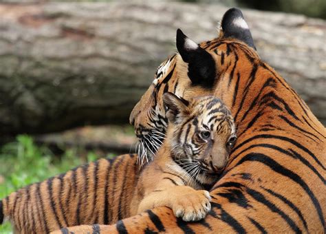 Tiger Mother And Cub Photograph By Thedman Fine Art America