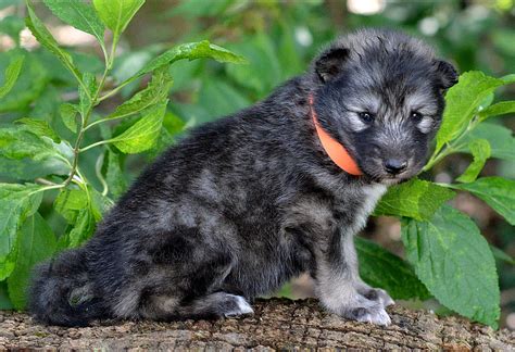 Wolfdog Puppy Love Wolfdog Wolf Hybrid Puppies For Sale In Florida