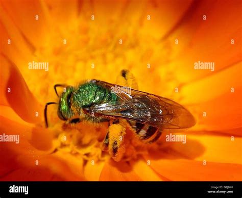 Green Hornet Insect Stock Photo Alamy