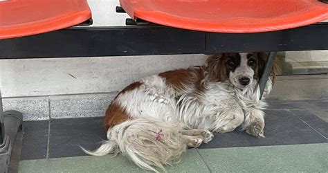 El “hachiko Chileno” La Historia De Un Perro Que Aún Espera A Su Dueño Que Murió En Un Hospital